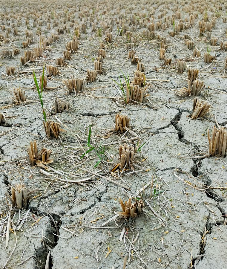 A large field of dead plants in the middle of the day