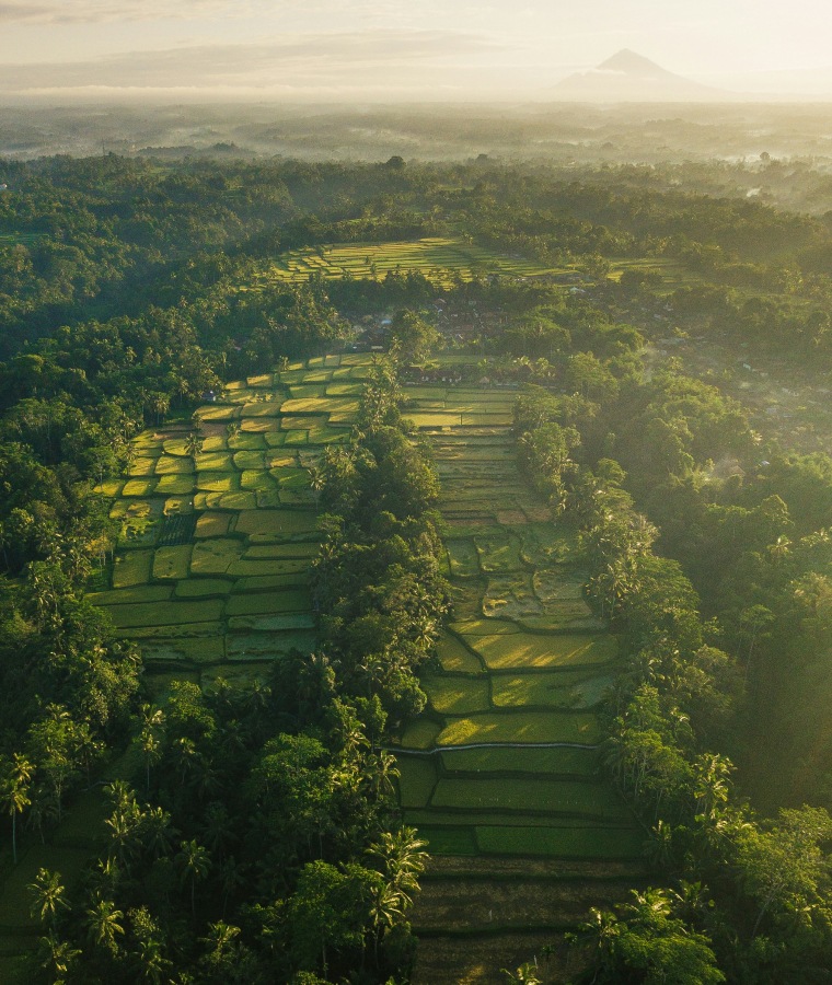 Aerial view of rice field in Indonesia