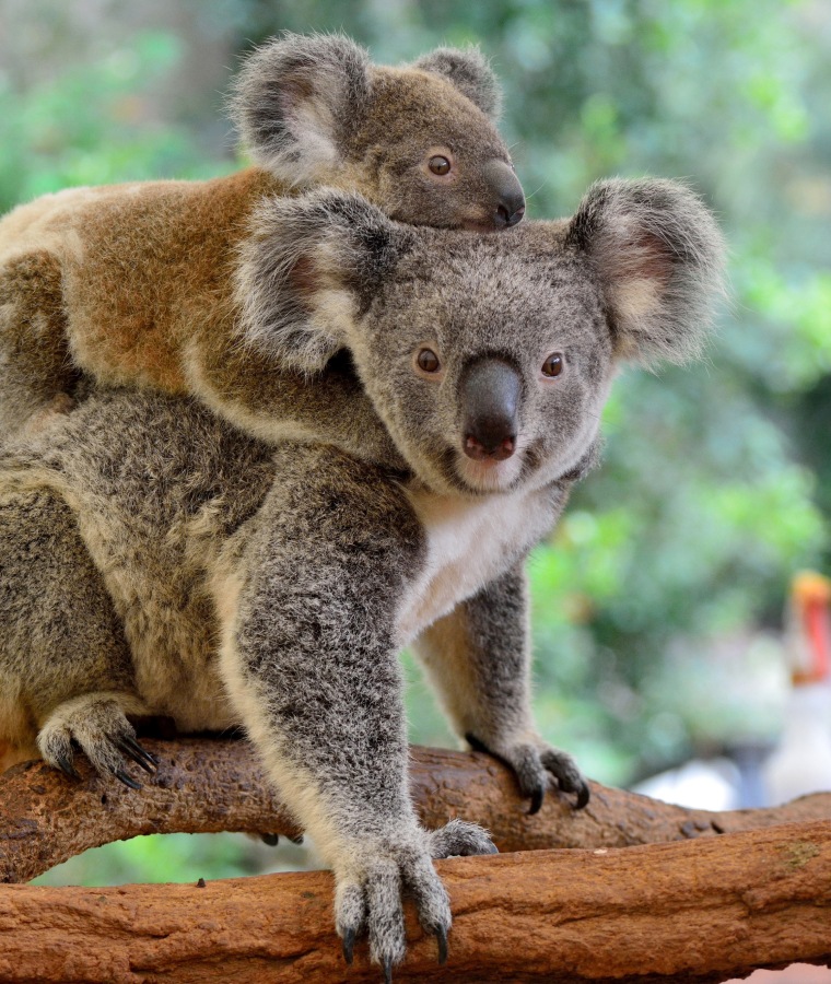 Mother koala with baby on her back